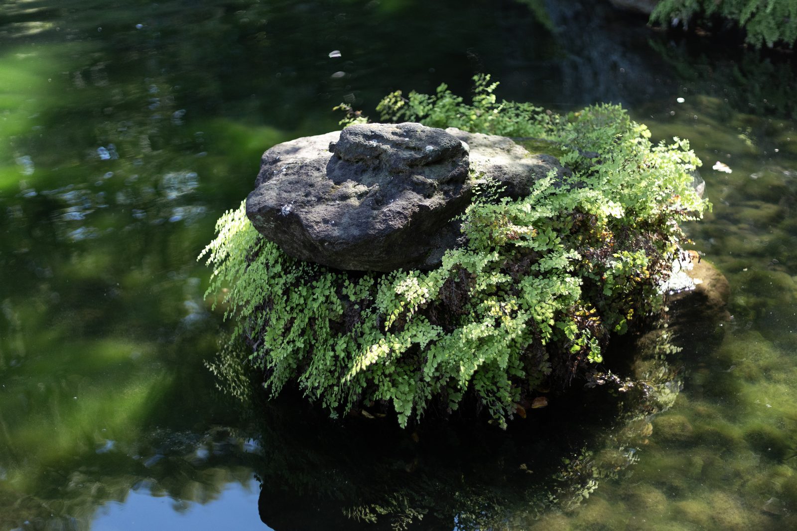 水面に浮かぶ苔と羊歯の岩