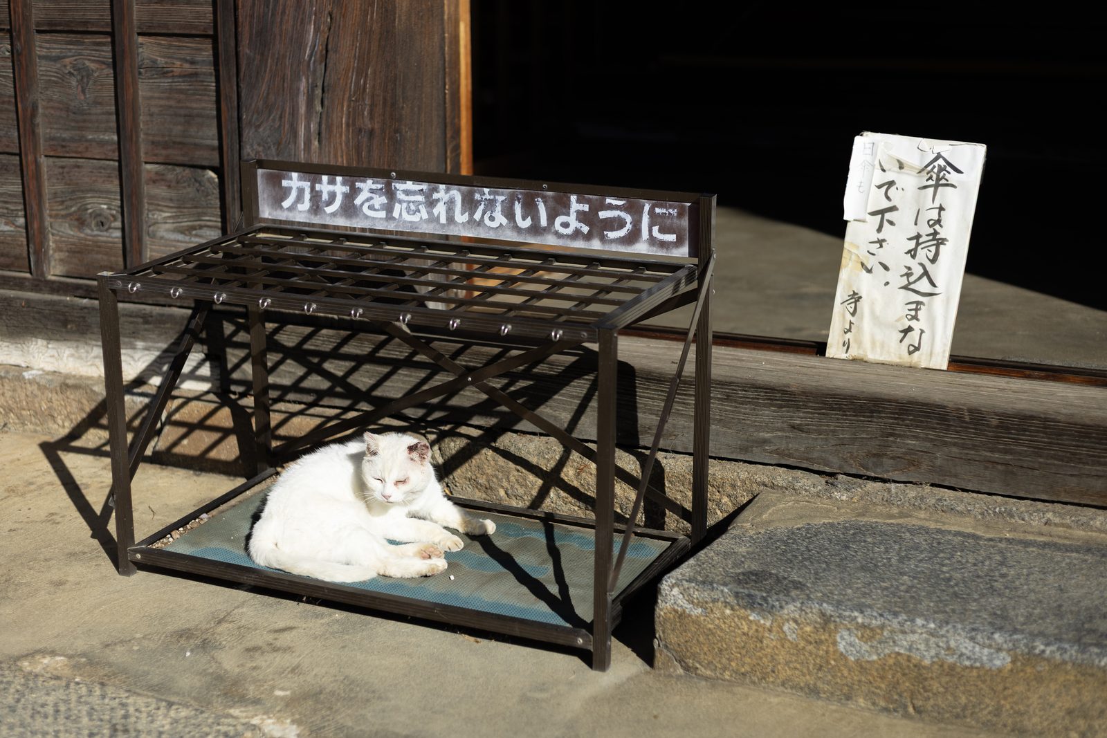 傘立ての下で眠る白い猫